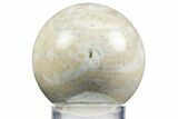 Polished Agatized Fossil Coral Sphere - Indonesia #311531-1